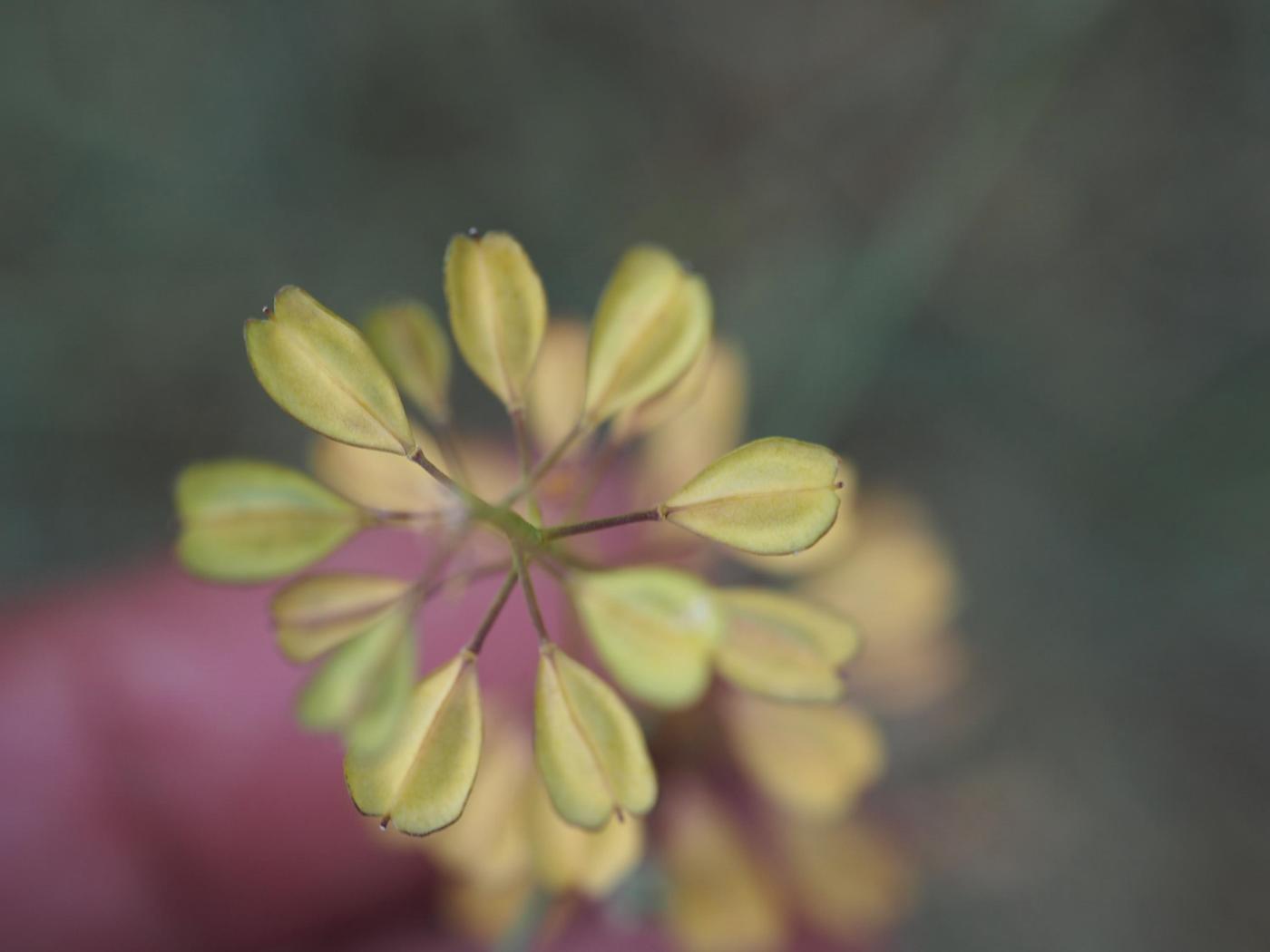 Tabouret, (Short-petalled) fruit